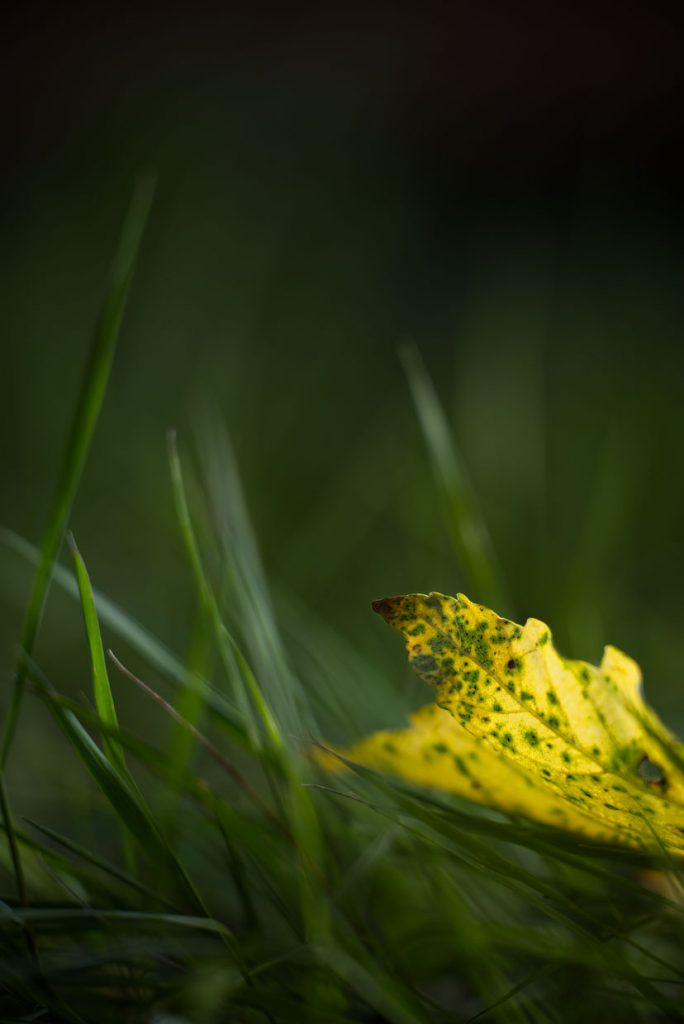 Grüne Landschaft - Herbstbeginn