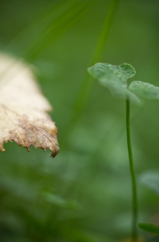Grüne Landschaft - Herbstbeginn - Versteckt im Gras