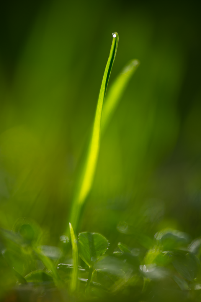 Grüne Landschaft - Herbstbeginn letzten Sonnestrahlen