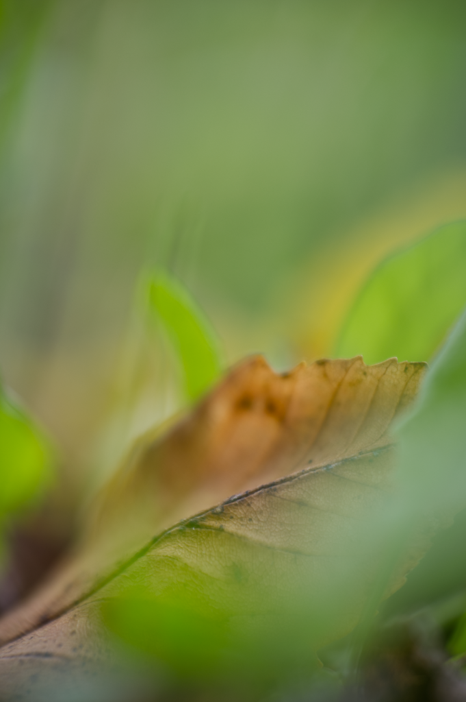 Grüne Landschaft - Herbstbeginn letzten Sonnestrahlen