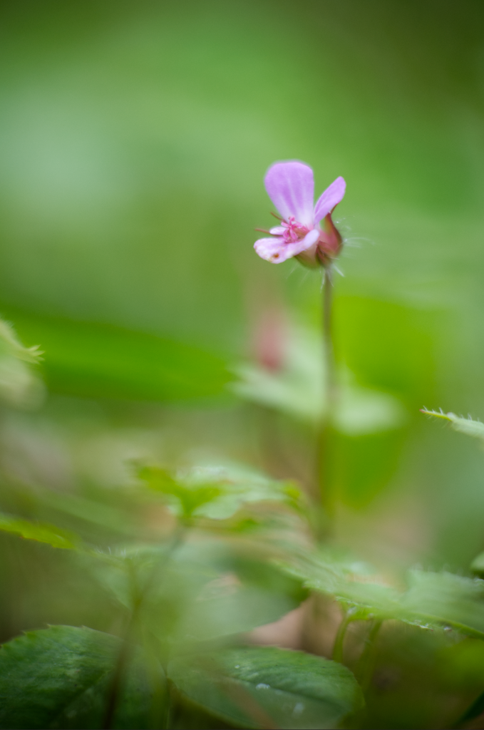 Grüne Landschaft - Herbstbeginn