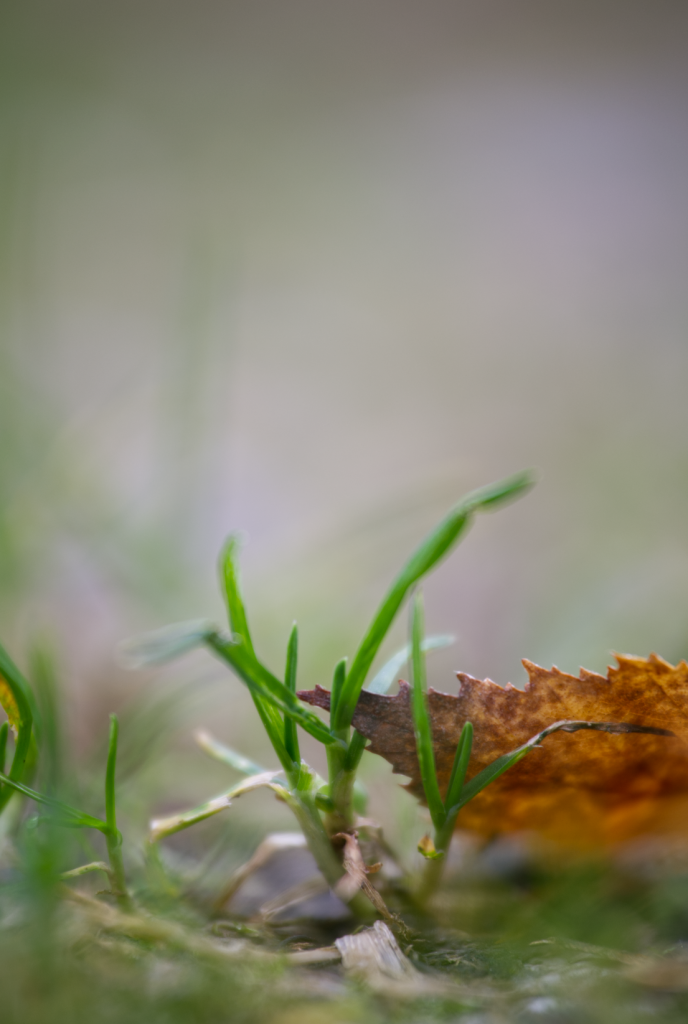 Grüne Landschaft - Herbstbeginn - Versteckt im Gras