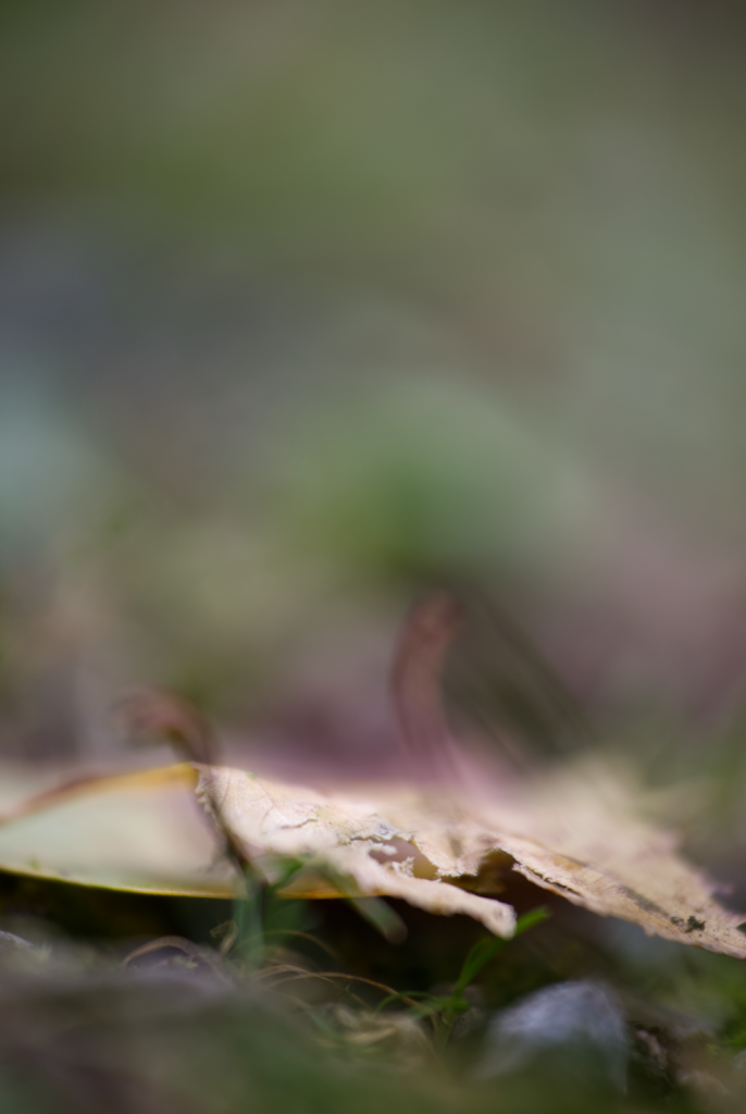 Grüne Landschaft - Herbstbeginn - Versteckt im Gras